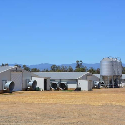50 Year Steel Poultry House For Broiler Layer Farms With Insulated Panels Livestock Housing Solution