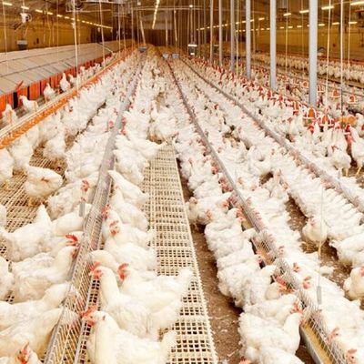 Prefab Steel Poultry Shed Light Structure Q235B Q355B