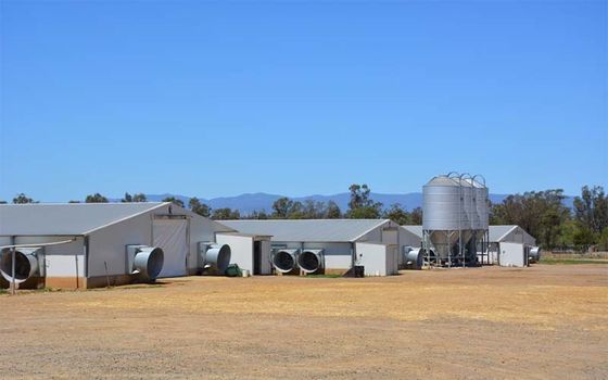 Durable Steel Poultry Houses Customizable Effective Easy Assemble For Modern Farms
