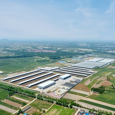 Design Supply Modern Steel Structure Dairy Farm Shed Metal Cattle Shed With Ventilation System