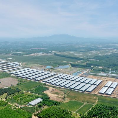 Design Supply Modern Steel Structure Dairy Farm Shed Metal Cattle Shed With Ventilation System