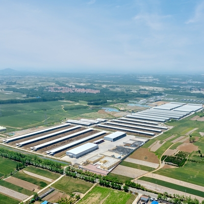 Custom Cattle Shed Steel Structure Prefab Cattle Barns Dairy Farm Agricultural Buildings