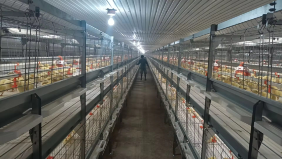 Poultry House for Broiler, Layer & Breeder Farms – Prefabricated Steel Structure with Insulated Panels and Ventilation System
