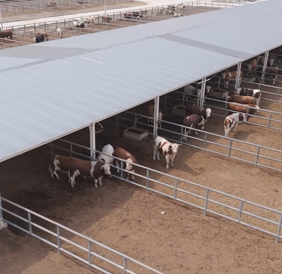 Cow Shed With Galvanized Steel Frame & Open-Sided Shade Roof For Dairy, Beef & Feedlot Farms Low-Cost & Fast Assembly