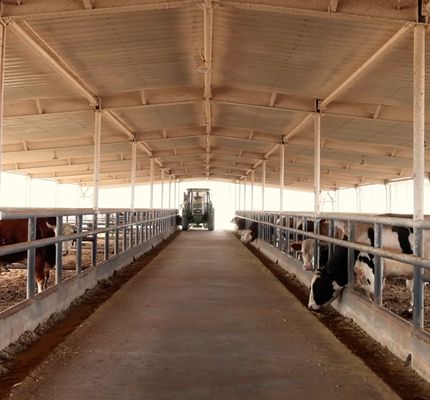Prefabricated Steel Structure Cattle Shed for Dairy Farm