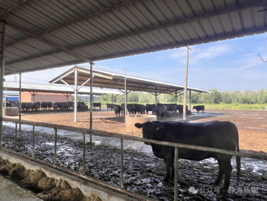 Custom Cattle Shed Steel Structure Prefab Cattle Barns Dairy Farm Agricultural Buildings