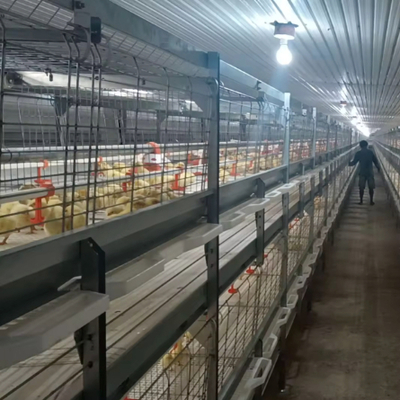 50 Year Steel Poultry House For Broiler Layer Farms With Insulated Panels Livestock Housing Solution
