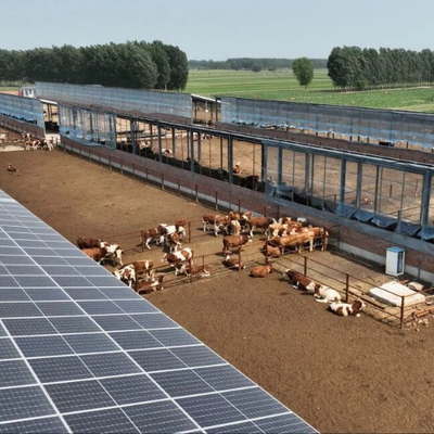 Galvanized Steel Cow Shed For Dairy Beef Cattle 20+ Years Lifespan Livestock Housing Solution Provider Intergrated With Feeding Equipment Off Grid Solar Power Panel