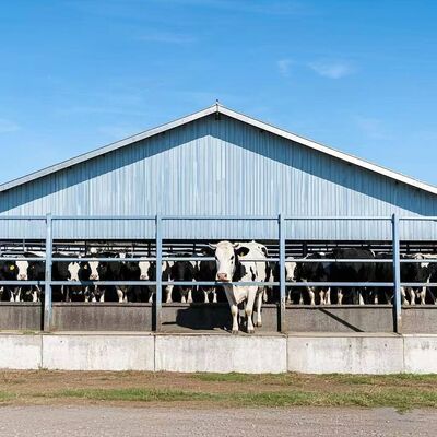 	
Prefabricated Buildings Poultry House Steel Structure Poultry Farm House Steel Building Frame for Cow Shed