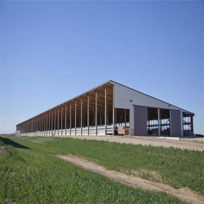 Prefabricated Steel Structure Cattle Shed for Dairy Farm