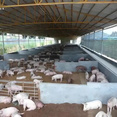 	
Prefabricated Buildings Poultry House Steel Structure Poultry Farm House Steel Building Frame for Cow Shed
