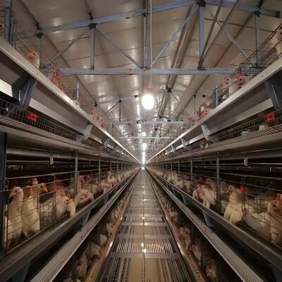 Customizable Dimensions High Strength Steel Frame Fast Installation Prefabricated Steel Structure Poultry House for Broiler Farming