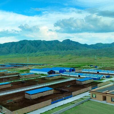Hot Dipped Galvanized Steel Cattle Shed With Roof Insulation