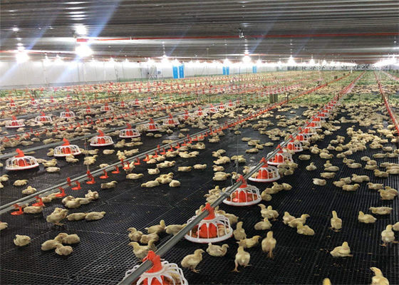 Poultry House Steel Structure Building with Glass Wool Insulation